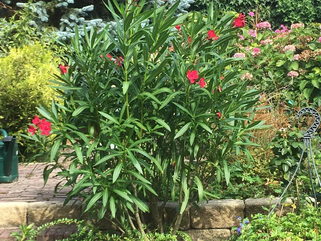 Boswinde 56, 'S-GRAVENHAGE