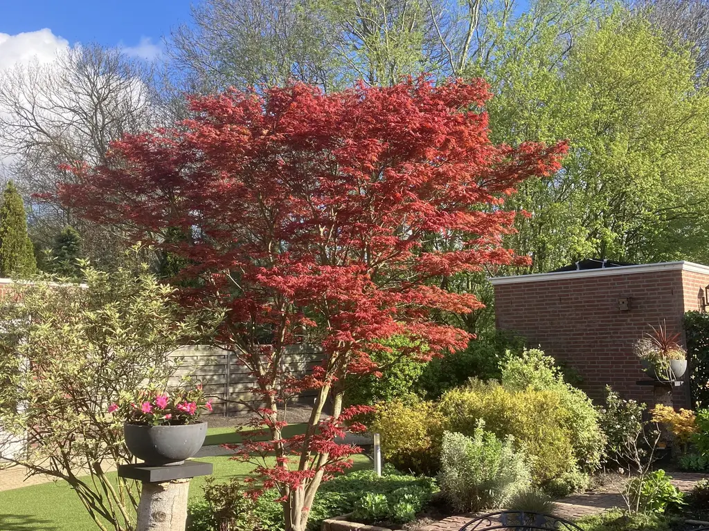 Boswinde 56, 'S-GRAVENHAGE