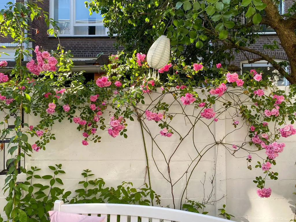 Boylestraat 5, 'S-GRAVENHAGE