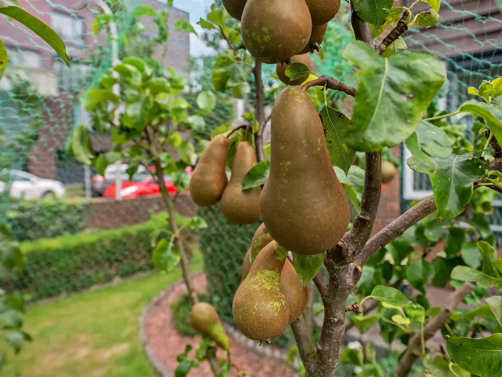 Wethouder Verheulplantsoen 30, 'S-GRAVENHAGE