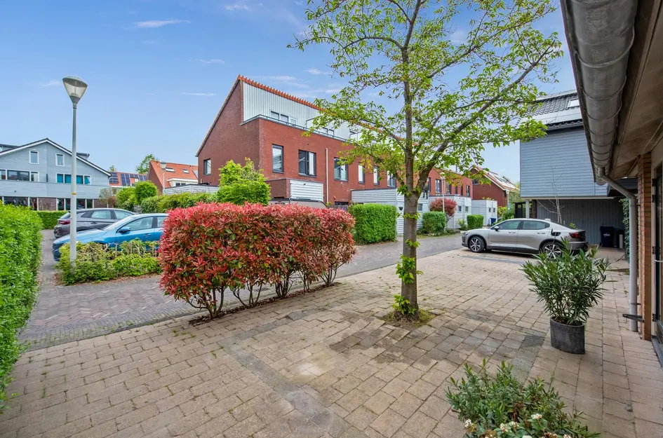 Pluimzegge 52