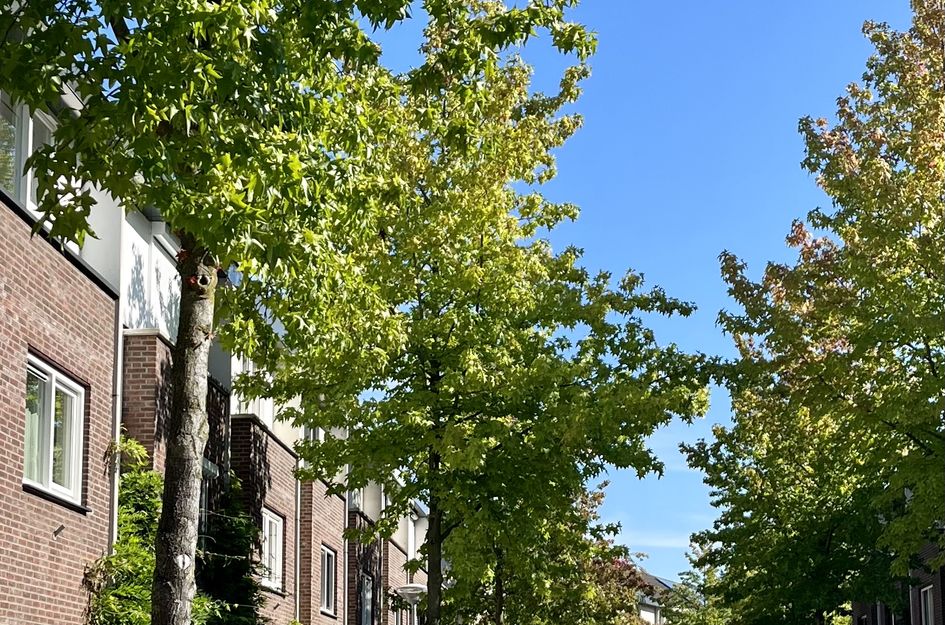 Engeliena Schaapstraat 20