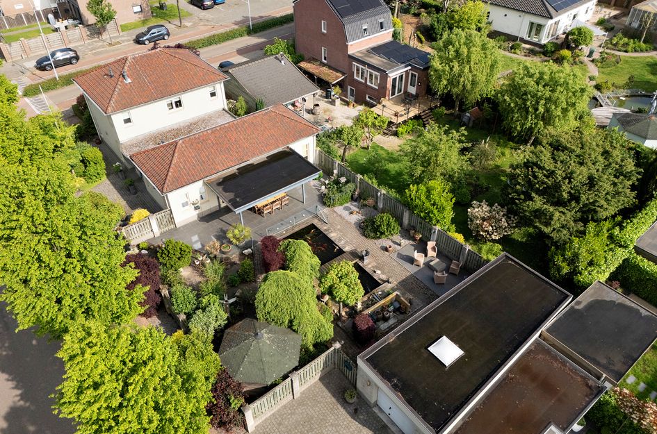 Paardebloem 1
