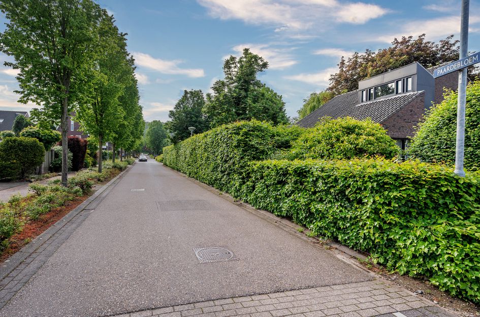 Paardebloem 1