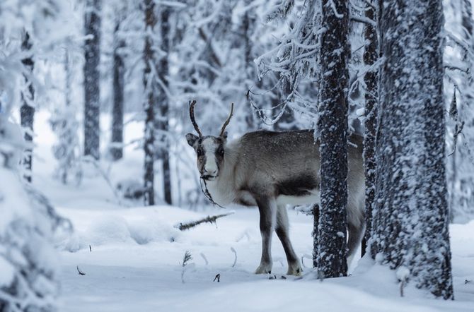 Ice performance 2026