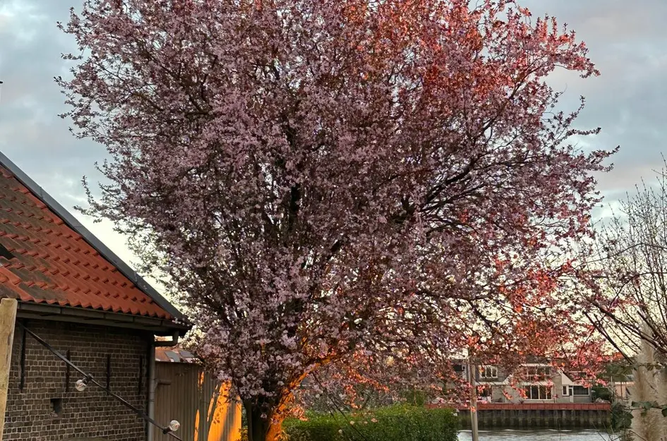 Dorpsstraat 140