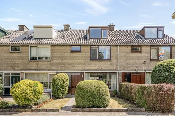 Korenbloem 29