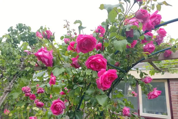 Mendelssohnlaan 18, CULEMBORG