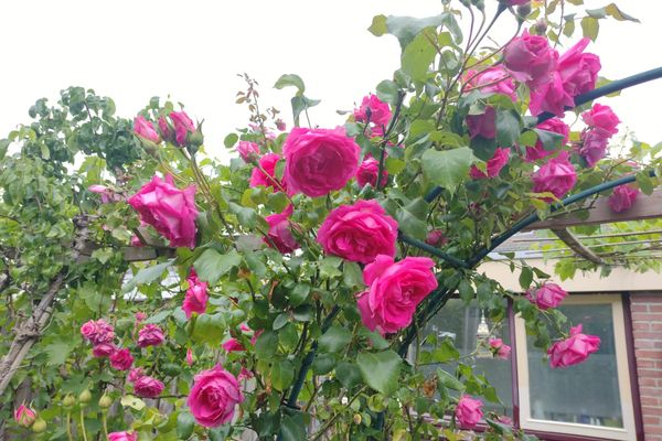 Mendelssohnlaan 18, CULEMBORG