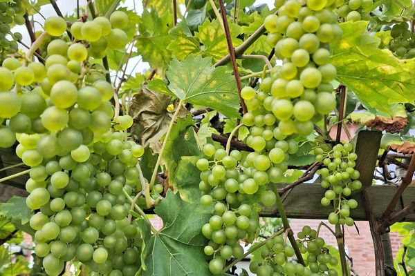 Mendelssohnlaan 18, CULEMBORG