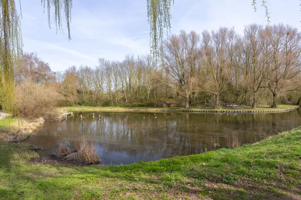 Ceder 85, HOORN