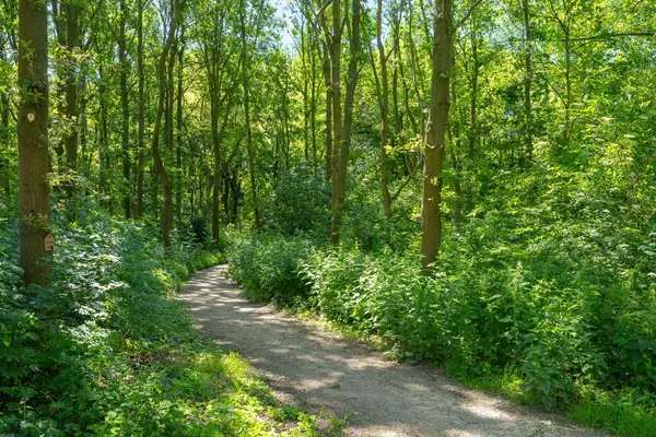 Bertus Aafjeshof 142, HOORN