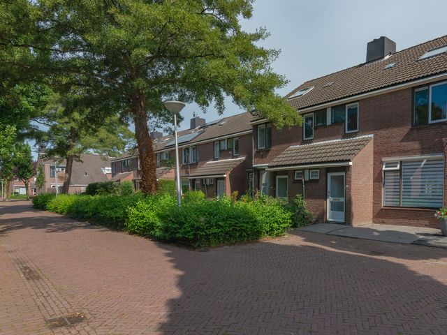 Foto van Gerbera 6