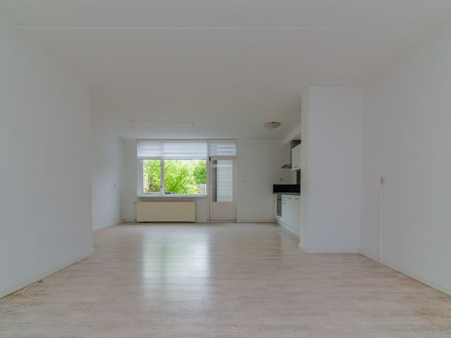 Foto van Gerbera 6