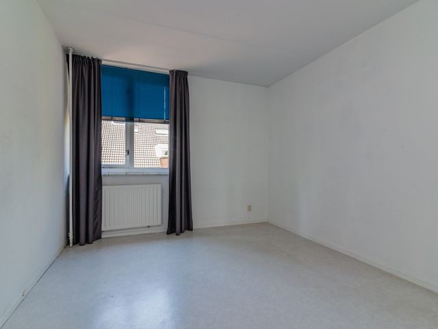 Foto van Gerbera 6