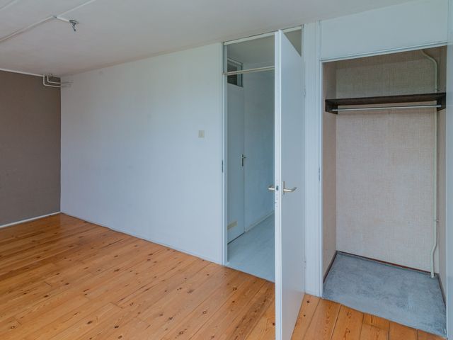 Foto van Gerbera 6