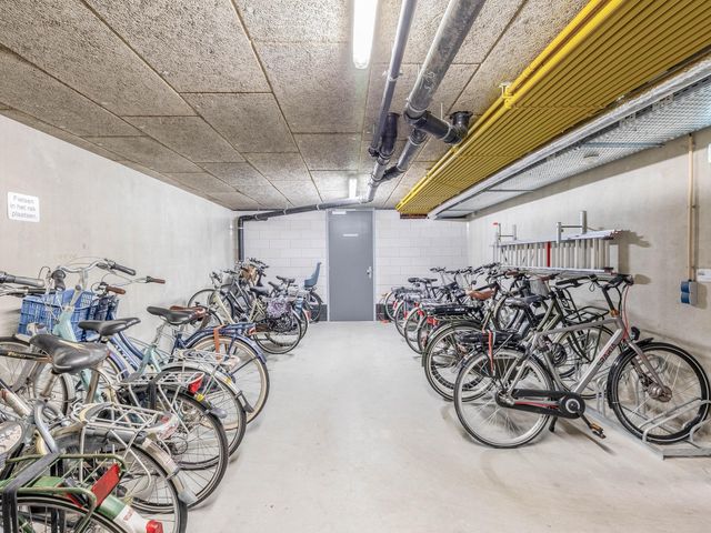 Foto van Populier 44