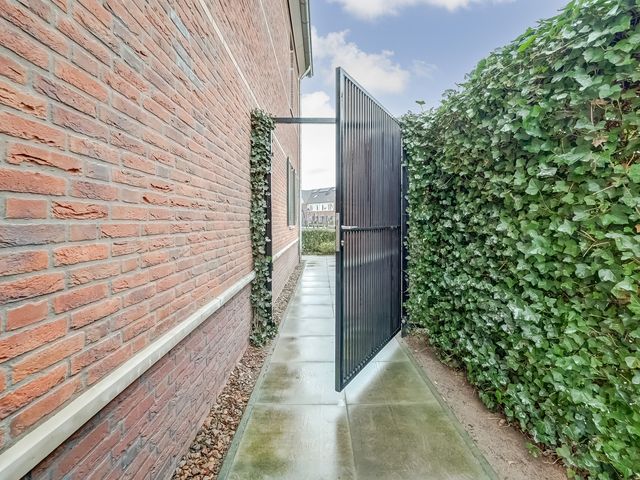 Foto van Oranje zegge 13