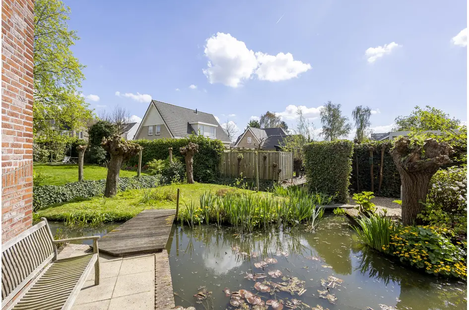 Knobbelzwaan 4