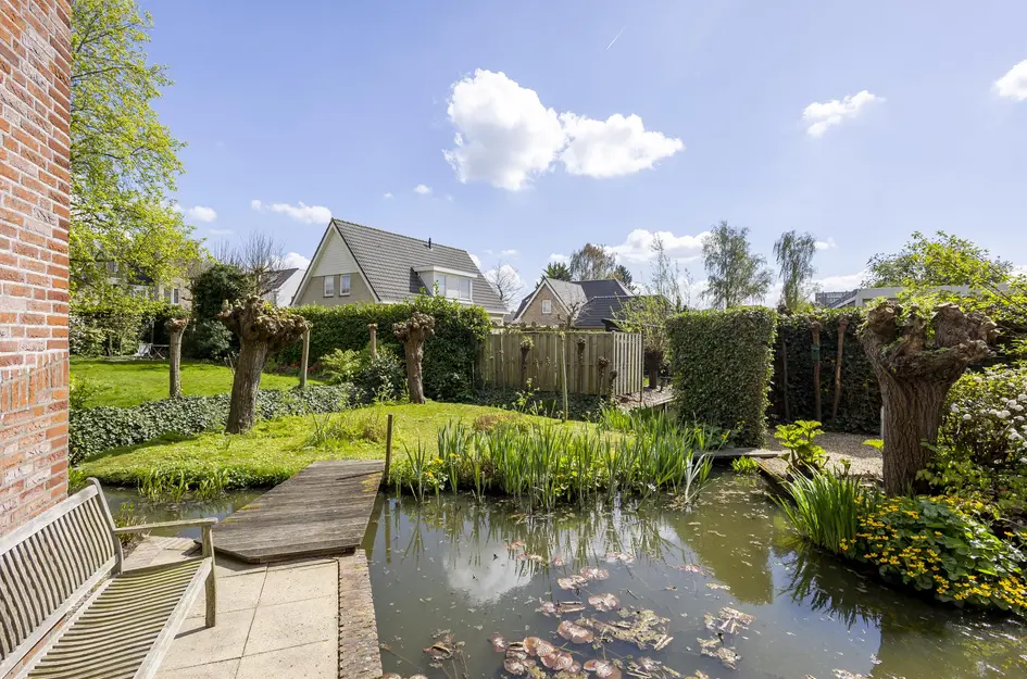 Knobbelzwaan 4