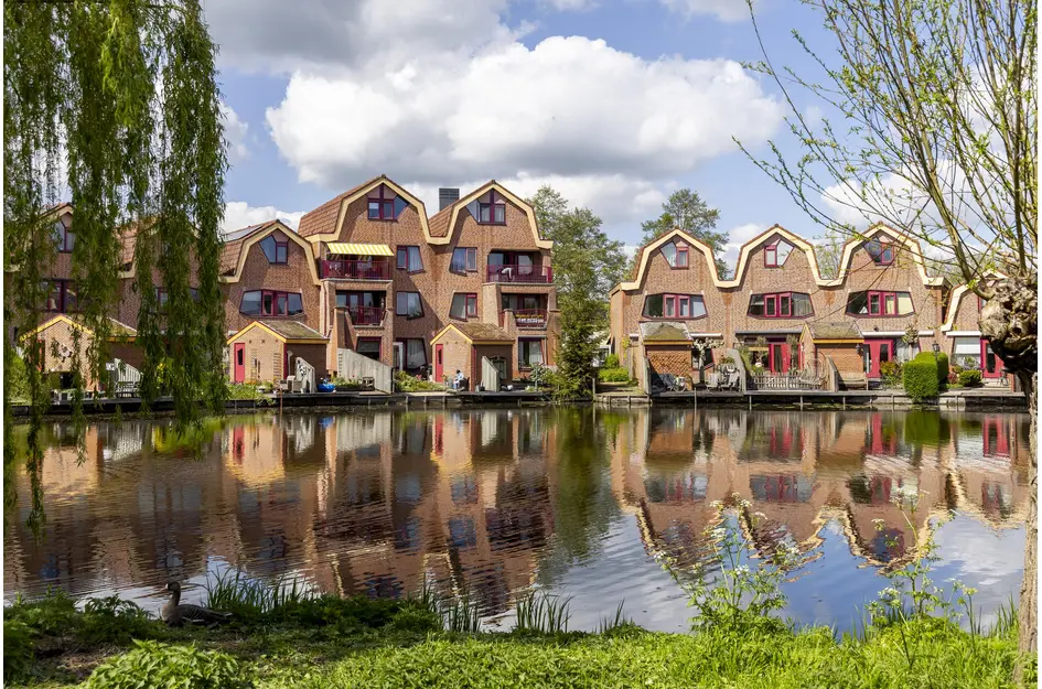 Knobbelzwaan 4