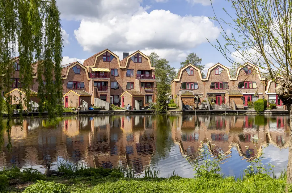 Knobbelzwaan 4