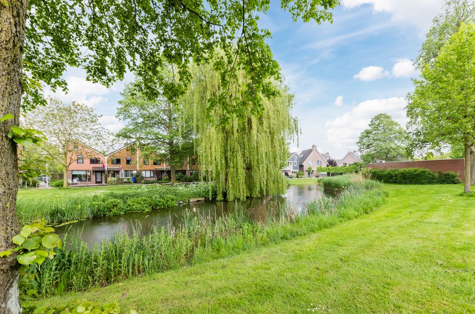 Zwanebloem 4