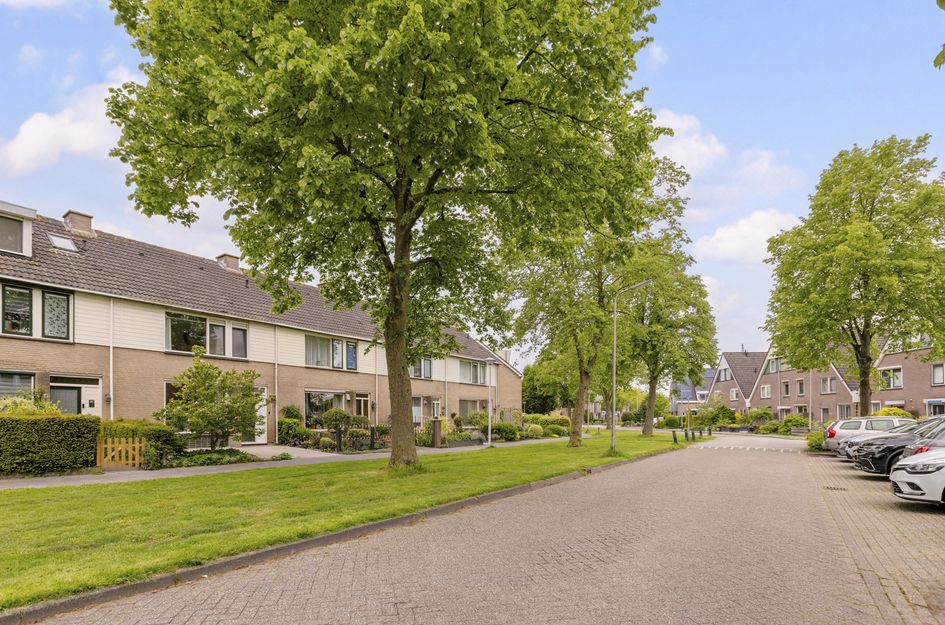 Goudplevier 17