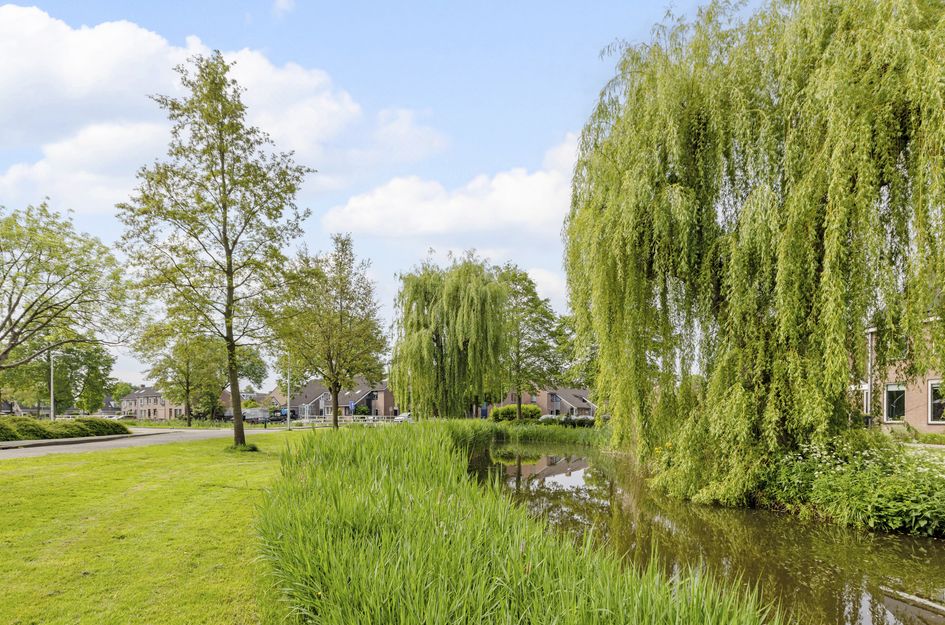 Goudplevier 17
