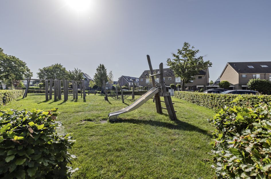 Zwenkgras 7
