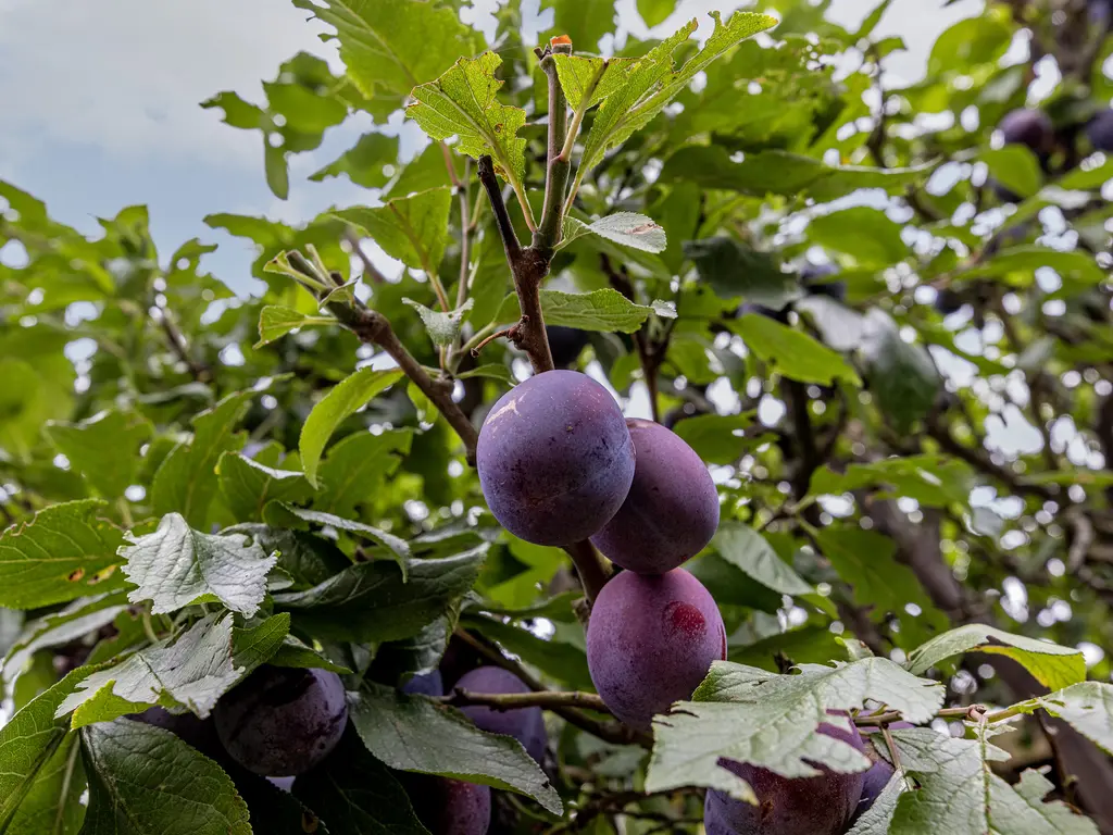 Ludenhorst 27, ROTTERDAM