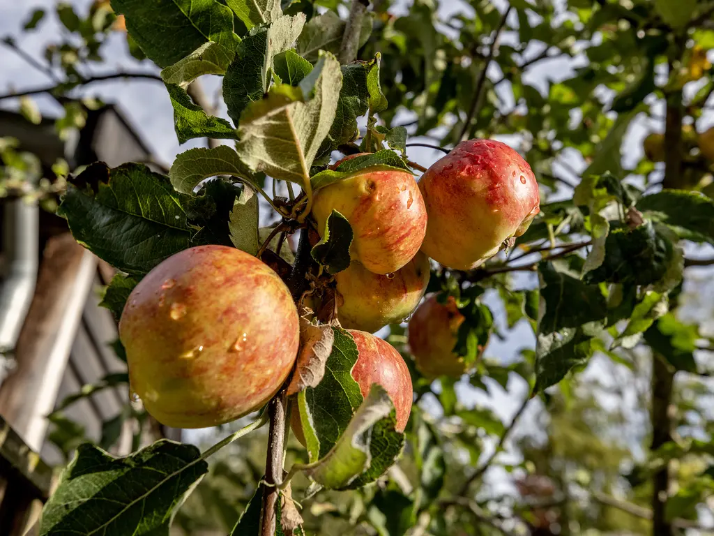 Hoogvlietsekerkweg 64, HOOGVLIET ROTTERDAM