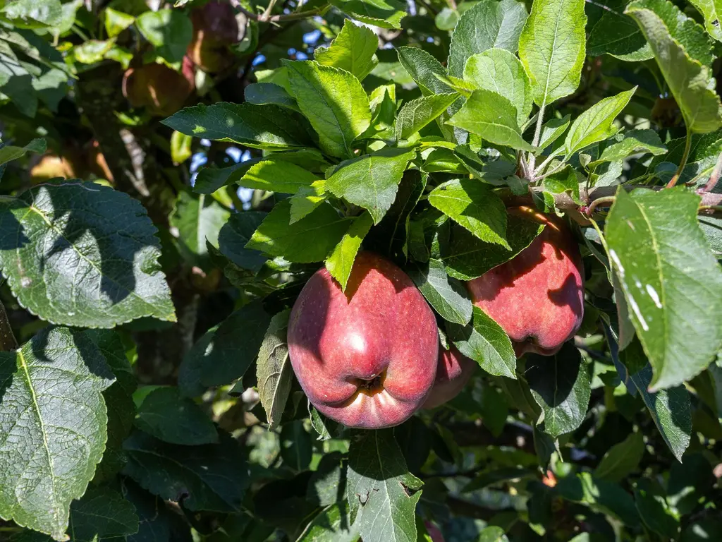 John Raedeckerhof 203, HOORN