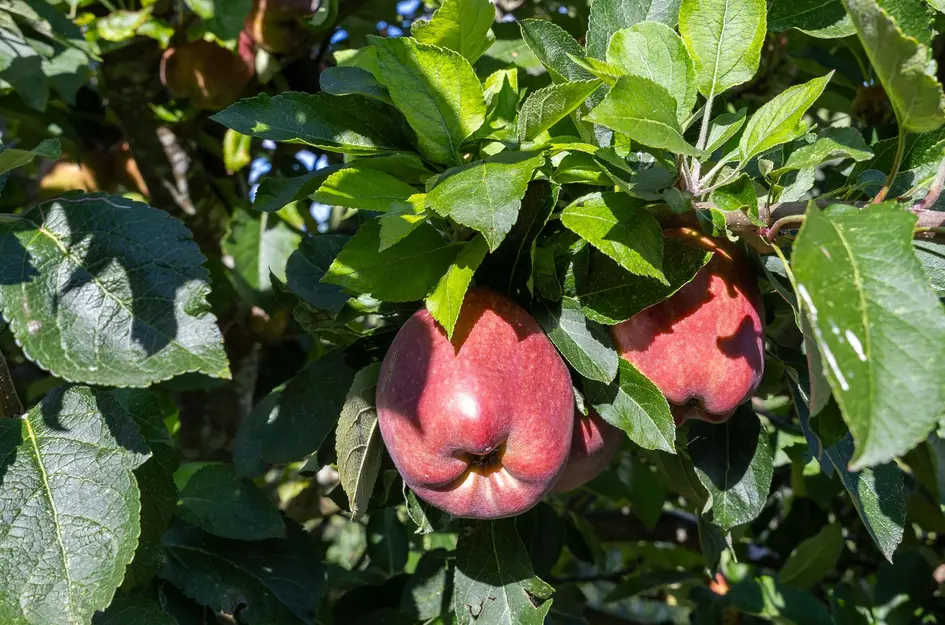 John Raedeckerhof 203