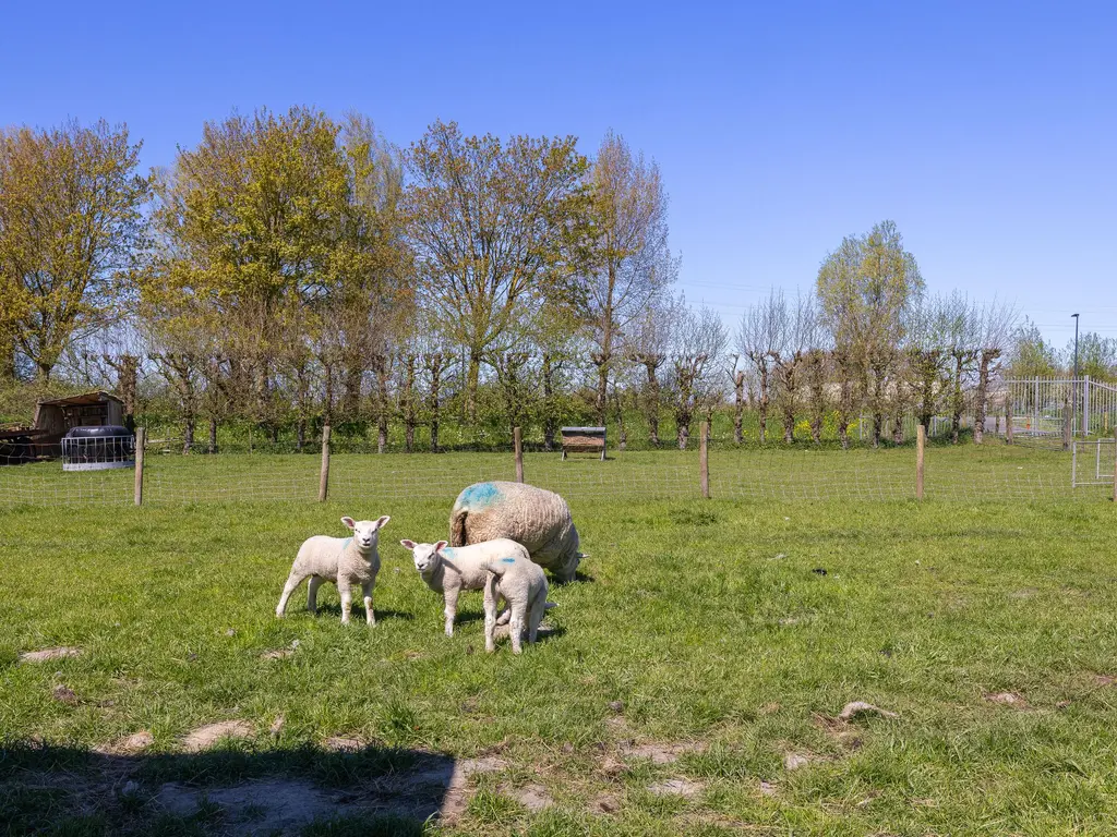 Stijgbeugel 71, Zwaag