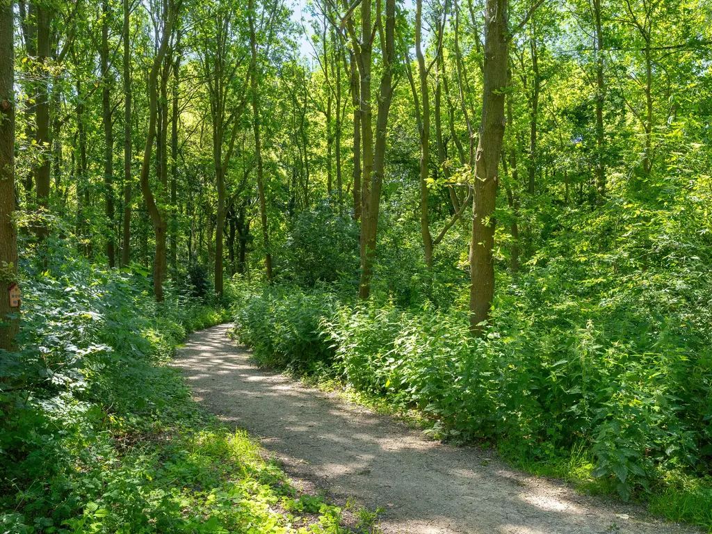 Bertus Aafjeshof 142, HOORN