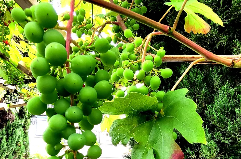 Theo van Doesburgstraat 87