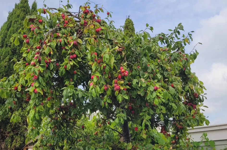 Theo van Doesburgstraat 87