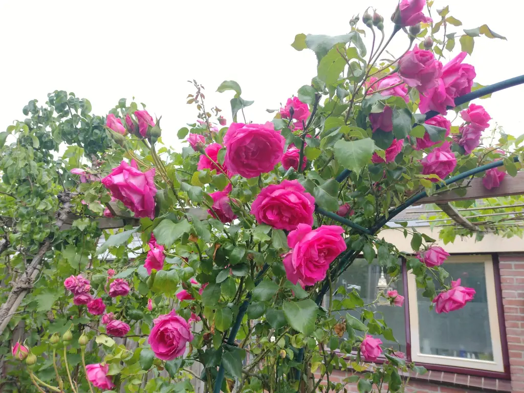 Mendelssohnlaan 18, CULEMBORG