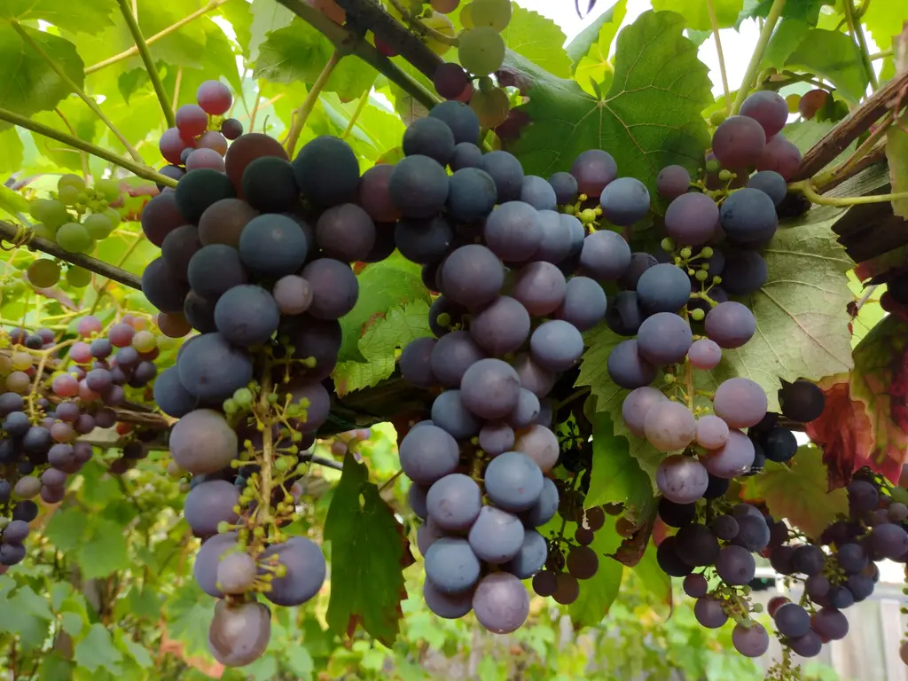 Mendelssohnlaan 18, CULEMBORG