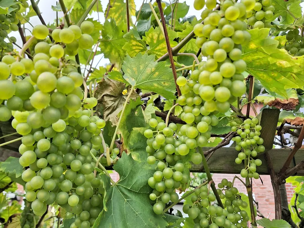 Mendelssohnlaan 18, CULEMBORG