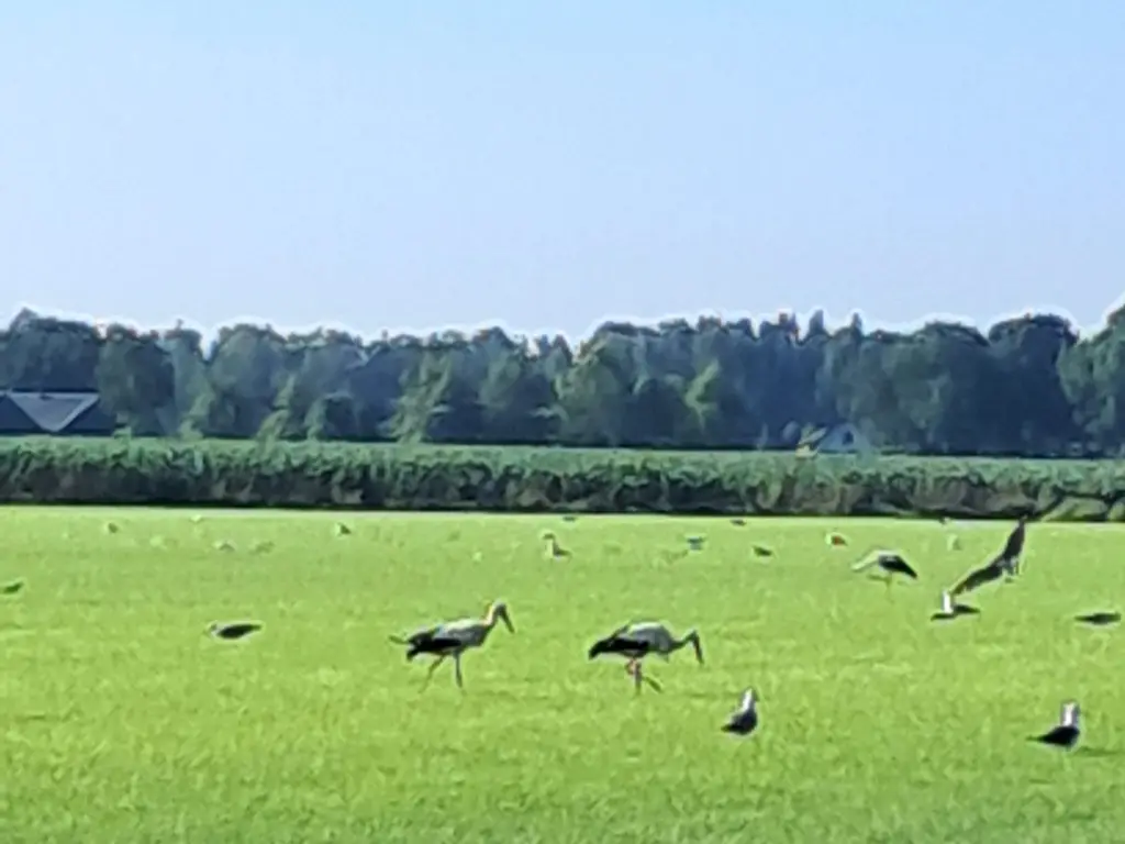 De Stille Wille 162, OOST WEST EN MIDDELBEERS