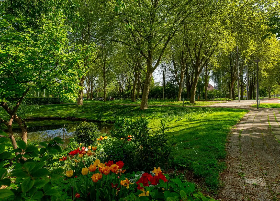 Beukvaren 3