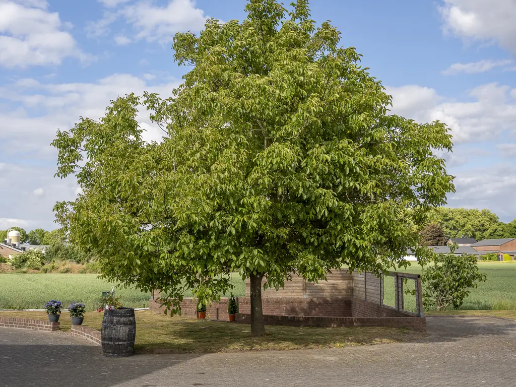 De Hul 2, ALPHEN