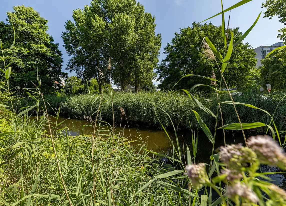 Zaagmolen 6