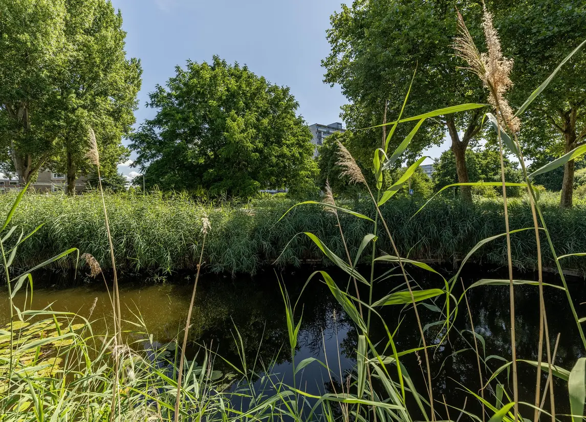 Zaagmolen 6