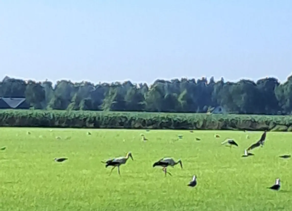 De Stille Wille 162