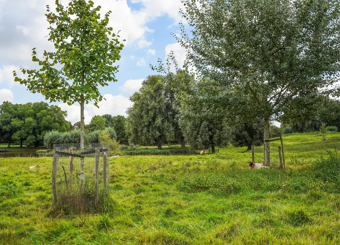 Ponyweide 92