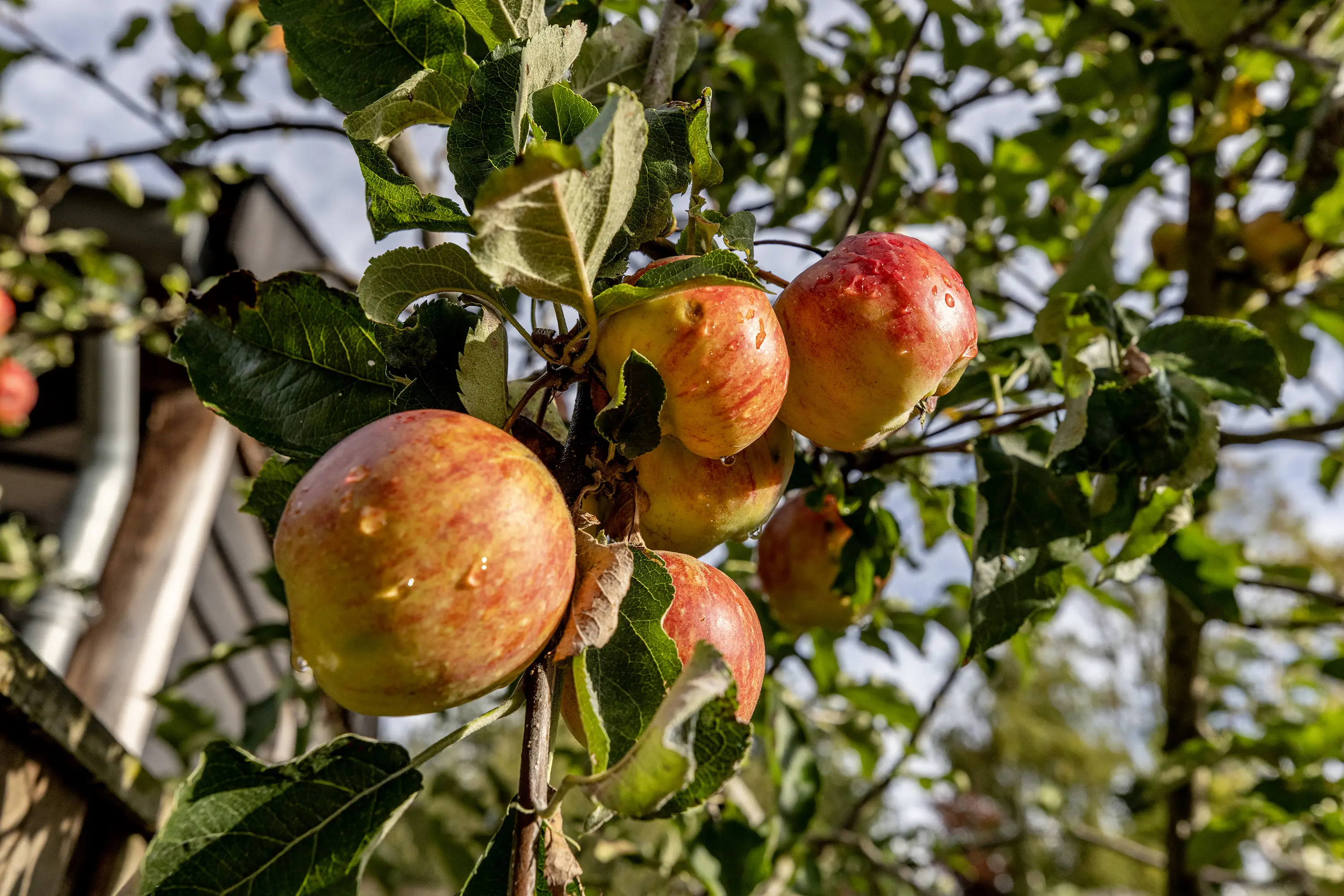 Hoogvlietsekerkweg 64