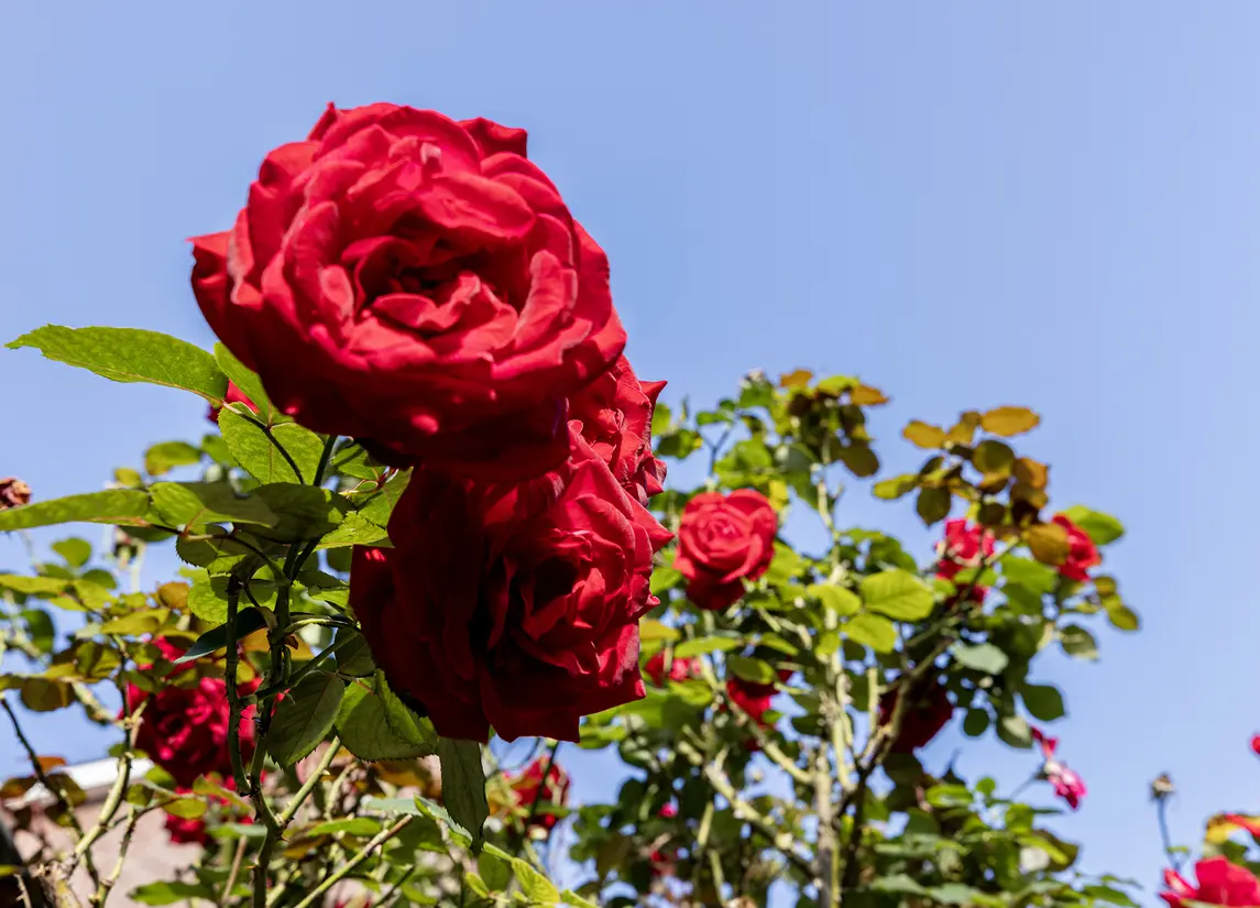 Fuchsiastraat 26